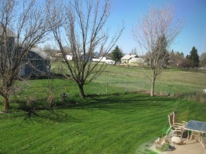 View of the back yard from Jennifer's new office