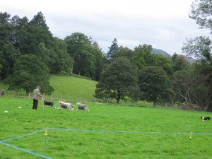 Sheep dog trials in Keswick