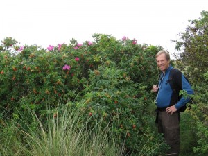 Randy and some beautiful wild rose bushes along the coast