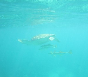 Sea turtle and fish