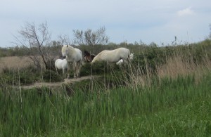 wild horses of Camargue