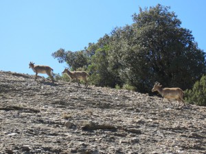 Mountain goats at Montserrat