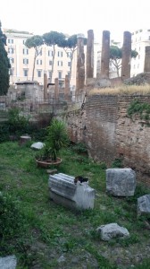 cat on fallen Roman pillar