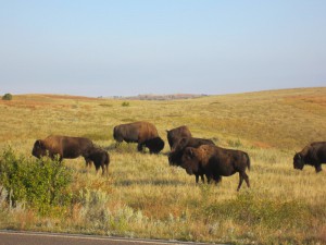 Bison in Theodore Roosevelt National Park