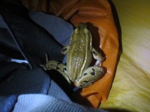 frog in tent