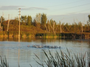 pelicans in lake near Fergus Falls, Minnesota