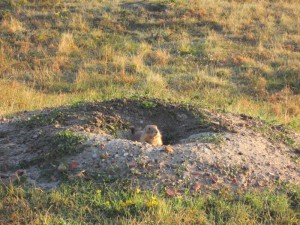 prairie dog poking head out of burrow