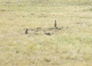 Prairie dogs near Devil's Tower