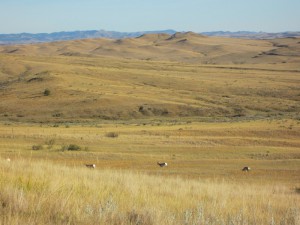 Pronghorn (antelope) at Little Bighorn National Monument, Montana