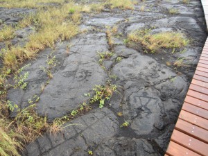 Hawaiian petroglyphs