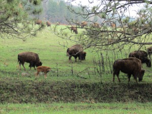 Bison with calf