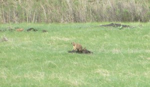 prairie dogs