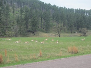 pronghorns (antelope)