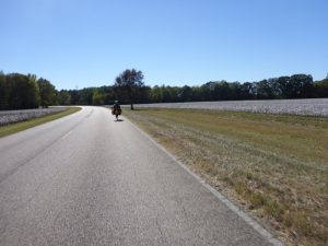 Cycling by cotton field
