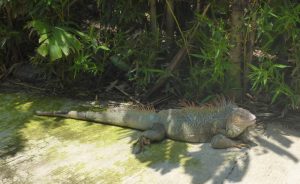 iguana