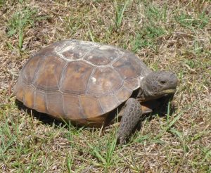 Tortoise, near Cedar Key Florida