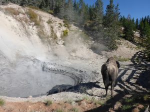 Bison near boiling mud pot, Yellowstone National Park