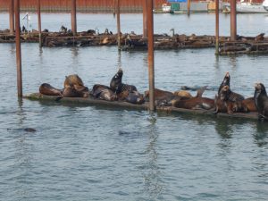 Sea lions in Astoria