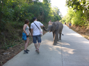 Elephant Retirement Park