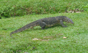 monitor lizard