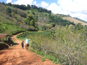 tea plantation