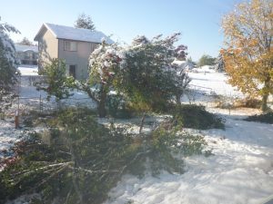 piles of brush in back yard