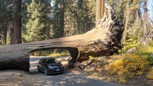 Tunnel Log, Sequoia National Park