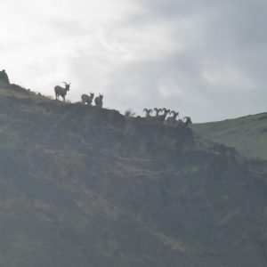 Big-horned sheep