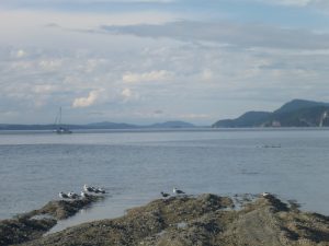 Birds on Galiano Island