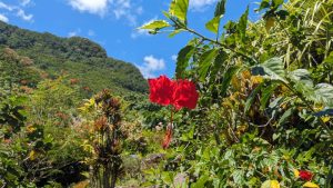 hibiscus flower