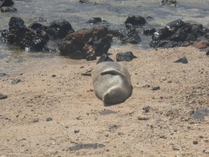 monk seal