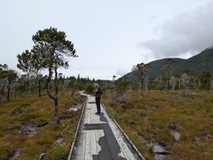 Forest and Muskeg Trail, Sitka Alaska