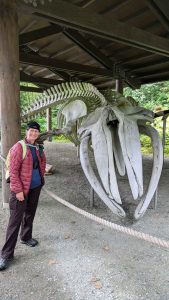 humpback whale skeleton